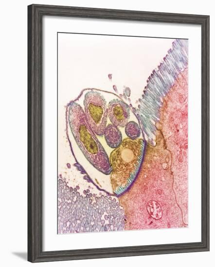 Cryptosporidium Protozoa, TEM-null-Framed Photographic Print