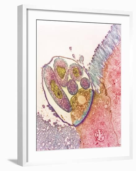 Cryptosporidium Protozoa, TEM-null-Framed Photographic Print