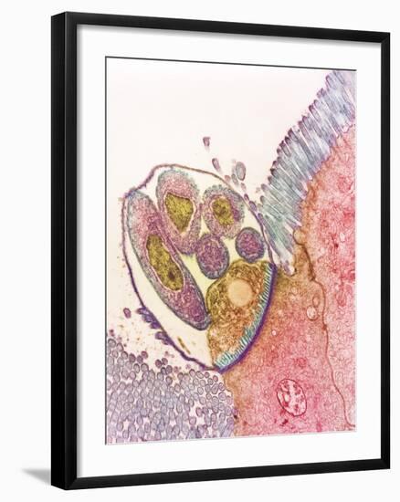 Cryptosporidium Protozoa, TEM-null-Framed Photographic Print