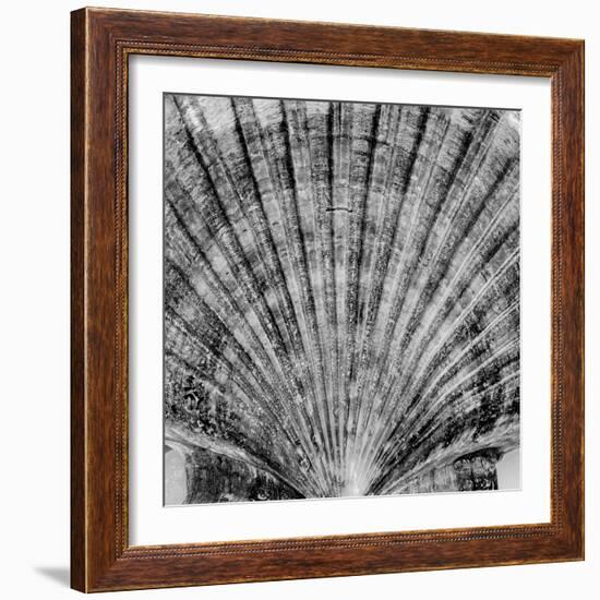 Crystal Cove #40-Alan Blaustein-Framed Photographic Print