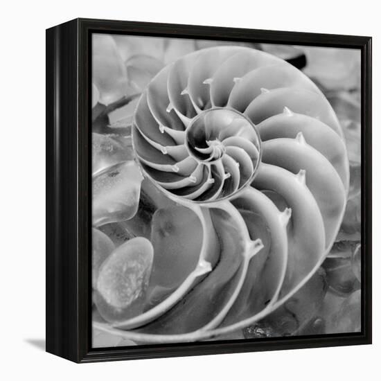 Crystal Cove #44-Alan Blaustein-Framed Stretched Canvas