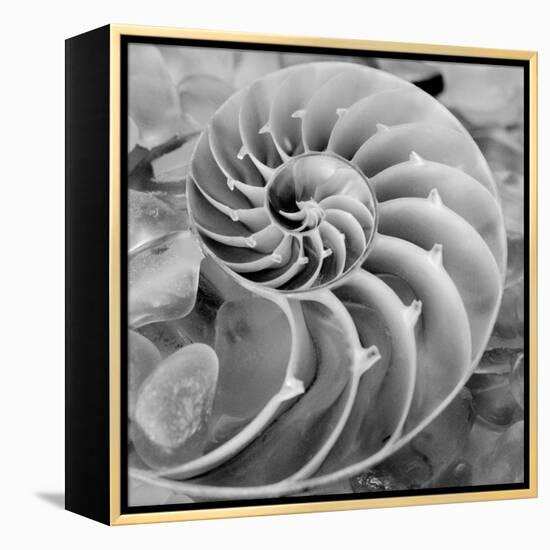 Crystal Cove #44-Alan Blaustein-Framed Stretched Canvas