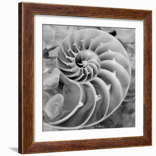 Crystal Cove #44-Alan Blaustein-Framed Photographic Print