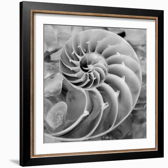 Crystal Cove #44-Alan Blaustein-Framed Photographic Print