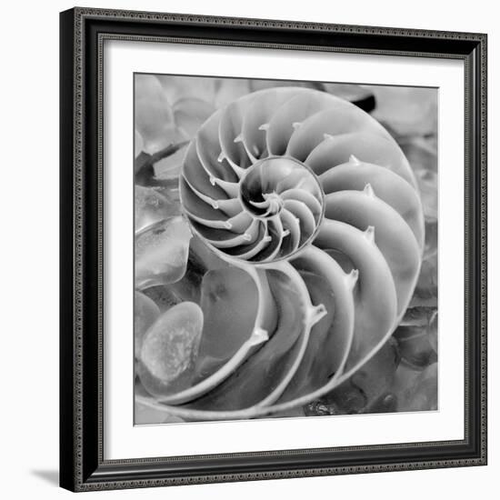 Crystal Cove #44-Alan Blaustein-Framed Photographic Print