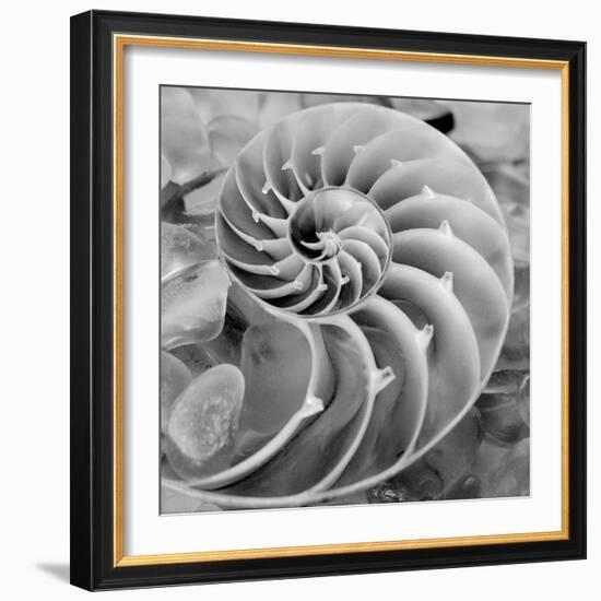 Crystal Cove #44-Alan Blaustein-Framed Photographic Print