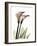 Crystal Flowers, Lily Pair-Albert Koetsier-Framed Art Print