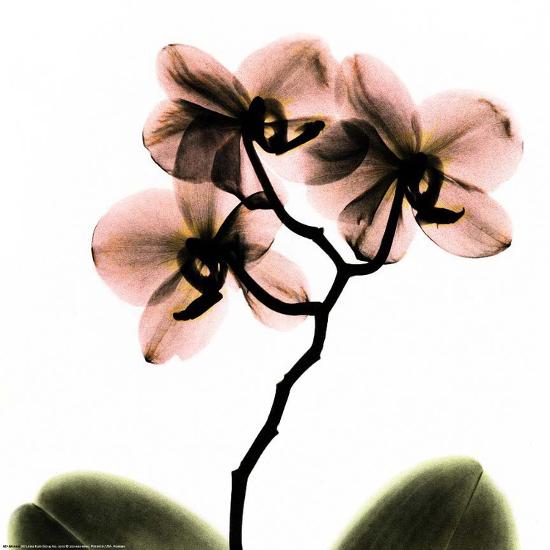 Crystal Flowers X Ray Orchid Art Print Albert Koetsier Art Com
