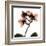 Crystal Flowers X-ray, Orchid-Albert Koetsier-Framed Art Print