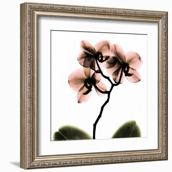 Crystal Flowers X-ray, Orchid-Albert Koetsier-Framed Art Print