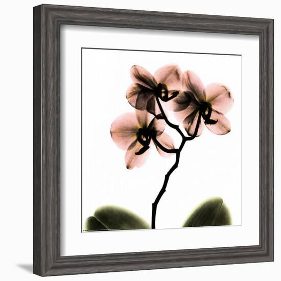 Crystal Flowers X-ray, Orchid-Albert Koetsier-Framed Art Print