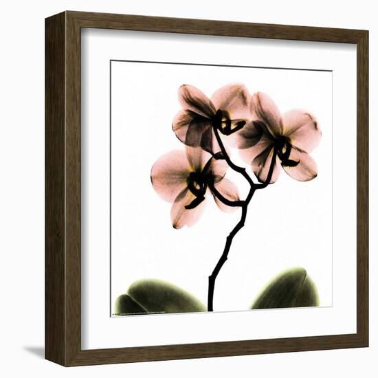 Crystal Flowers X-ray, Orchid-Albert Koetsier-Framed Art Print