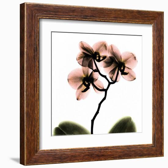 Crystal Flowers X-ray, Orchid-Albert Koetsier-Framed Art Print