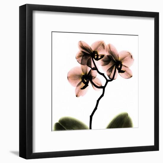 Crystal Flowers X-ray, Orchid-Albert Koetsier-Framed Art Print