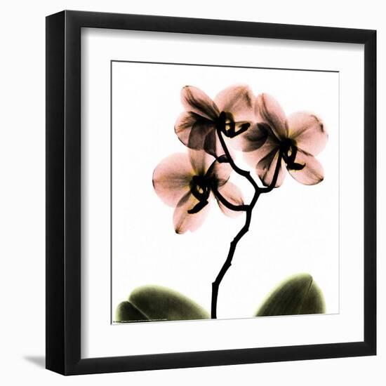 Crystal Flowers X-ray, Orchid-Albert Koetsier-Framed Art Print