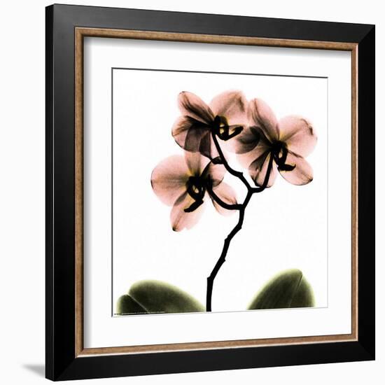 Crystal Flowers X-ray, Orchid-Albert Koetsier-Framed Art Print