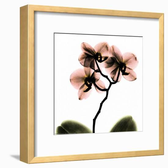 Crystal Flowers X-ray, Orchid-Albert Koetsier-Framed Art Print