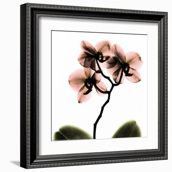 Crystal Flowers X-ray, Orchid-Albert Koetsier-Framed Art Print