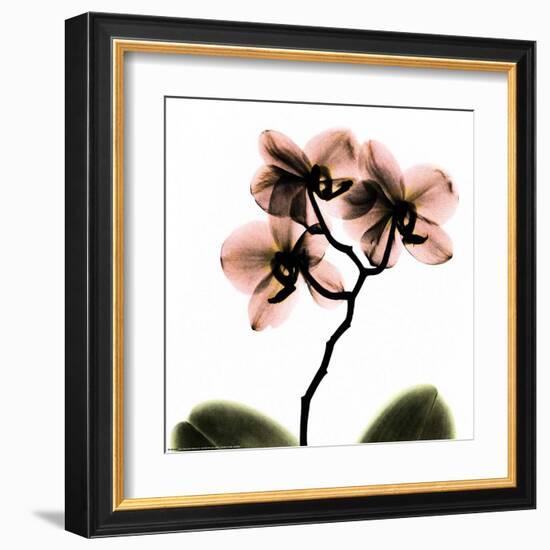 Crystal Flowers X-ray, Orchid-Albert Koetsier-Framed Art Print