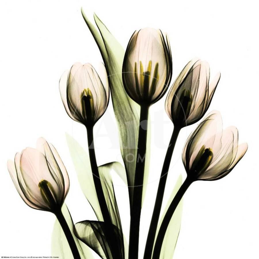 Crystal Flowers X Ray Tulip Bouquet Art Print By Albert Koetsier Crystal Flowers X Ray Tulip Bouquet Art Print By Albert Koetsier