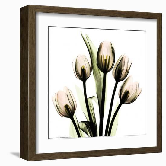 Crystal Flowers X-ray, Tulip Bouquet-Albert Koetsier-Framed Art Print