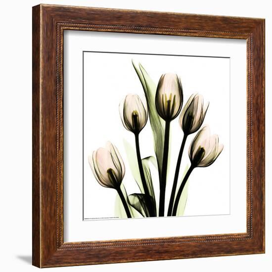 Crystal Flowers X-ray, Tulip Bouquet-Albert Koetsier-Framed Art Print