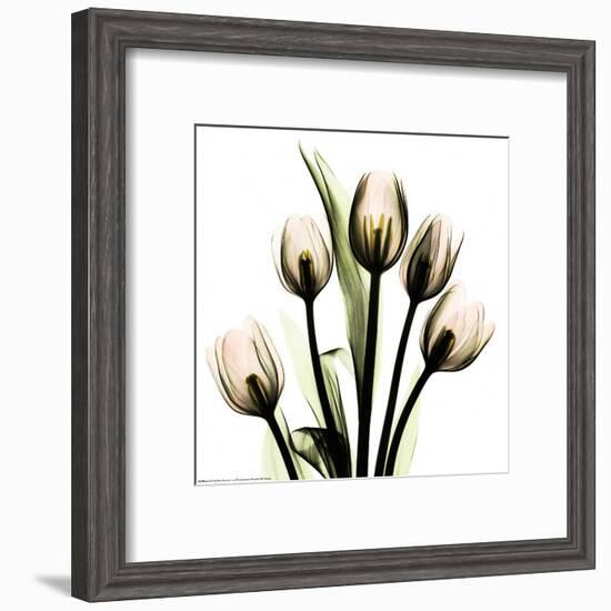 Crystal Flowers X-ray, Tulip Bouquet-Albert Koetsier-Framed Art Print