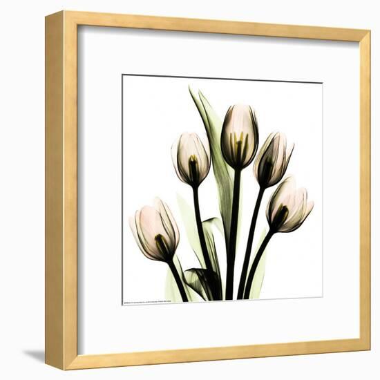 Crystal Flowers X-ray, Tulip Bouquet-Albert Koetsier-Framed Art Print