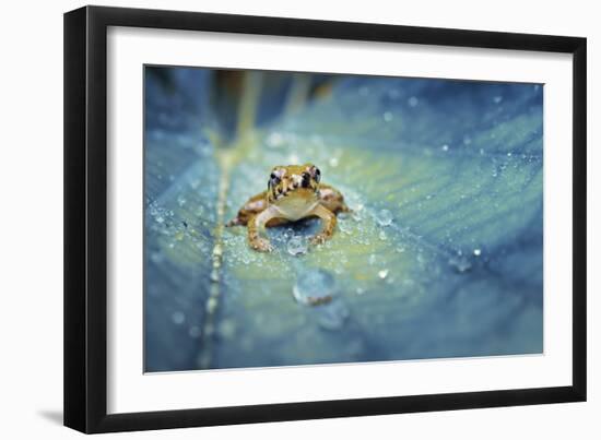 Crystal Guard-Robby Fakhriannur-Framed Giclee Print