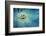 Crystal Guard-Robby Fakhriannur-Framed Photographic Print