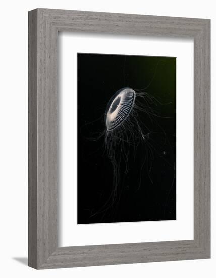 Crystal jellyfish in deep water, Norway-Franco Banfi-Framed Photographic Print