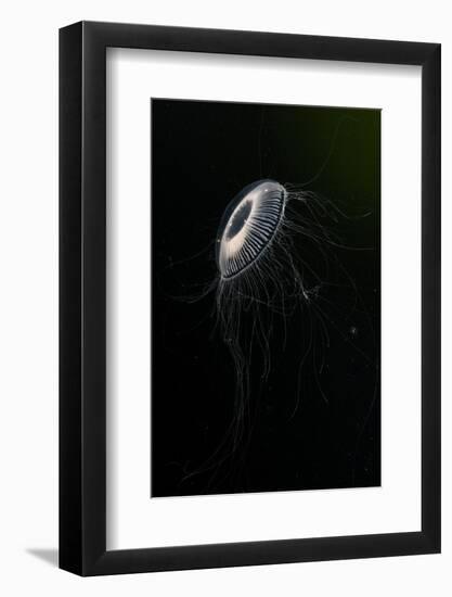 Crystal jellyfish in deep water, Norway-Franco Banfi-Framed Photographic Print