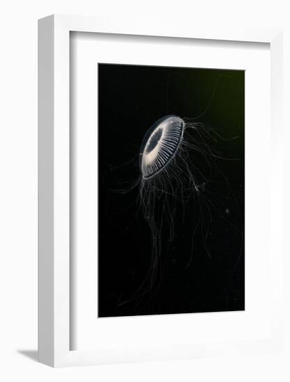 Crystal jellyfish in deep water, Norway-Franco Banfi-Framed Photographic Print