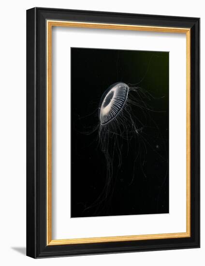 Crystal jellyfish in deep water, Norway-Franco Banfi-Framed Photographic Print