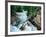 Crystal River, Gunnison National Forest, Colorado, USA-Adam Jones-Framed Photographic Print