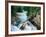 Crystal River, Gunnison National Forest, Colorado, USA-Adam Jones-Framed Photographic Print