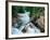 Crystal River, Gunnison National Forest, Colorado, USA-Adam Jones-Framed Photographic Print