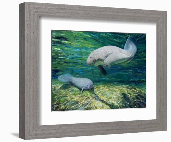 Crystal River Manatee-Lucy P. McTier-Framed Giclee Print