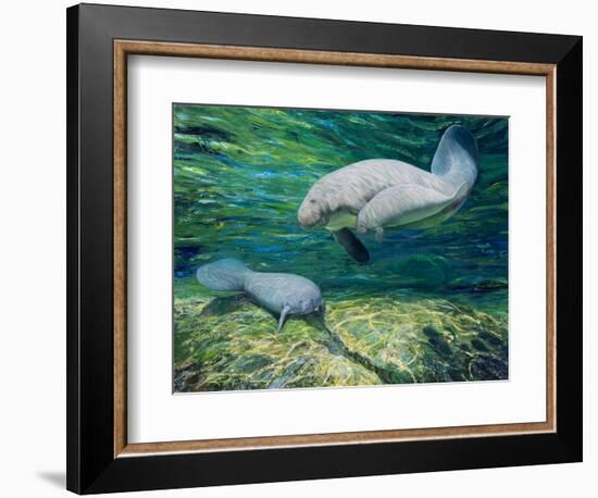 Crystal River Manatee-Lucy P. McTier-Framed Giclee Print