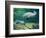 Crystal River Manatee-Lucy P. McTier-Framed Giclee Print