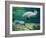 Crystal River Manatee-Lucy P. McTier-Framed Giclee Print