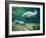 Crystal River Manatee-Lucy P. McTier-Framed Giclee Print