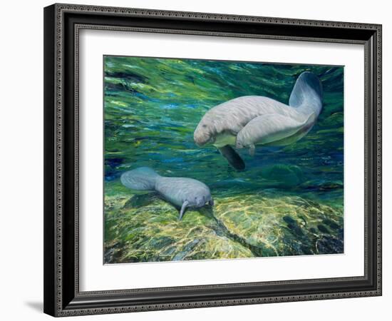 Crystal River Manatee-Lucy P. McTier-Framed Giclee Print