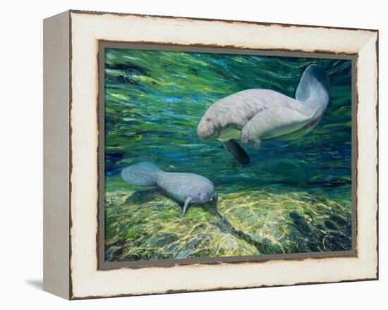 Crystal River Manatee-Lucy P. McTier-Framed Premier Image Canvas