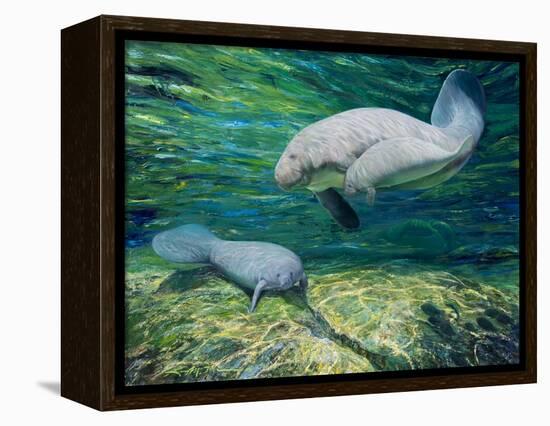 Crystal River Manatee-Lucy P. McTier-Framed Premier Image Canvas