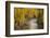 Crystal River, White River National Forest Colorado, USA-Charles Gurche-Framed Photographic Print