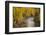 Crystal River, White River National Forest Colorado, USA-Charles Gurche-Framed Photographic Print