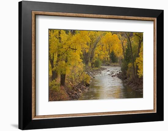 Crystal River, White River National Forest Colorado, USA-Charles Gurche-Framed Photographic Print