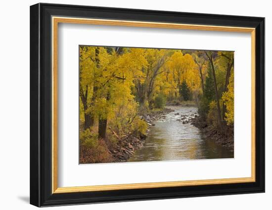 Crystal River, White River National Forest Colorado, USA-Charles Gurche-Framed Photographic Print