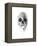 Crystal Skull-Alexis Marcou-Framed Stretched Canvas